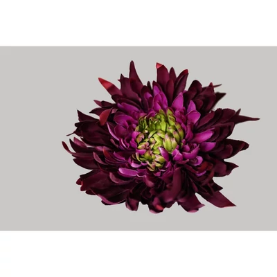 Bordó krizantém fej, 17 cm