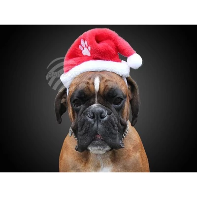 Mikulás sapka kutyáknak